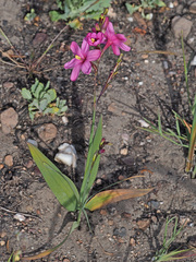 Ixia latifolia