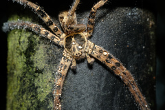 Heteropoda amphora