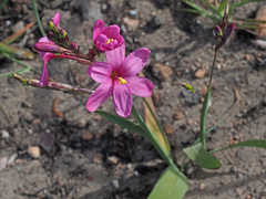Ixia latifolia