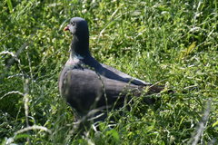 Columba palumbus