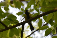 Parus major