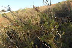 Freylinia densiflora