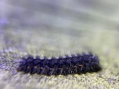 Acronicta menyanthidis