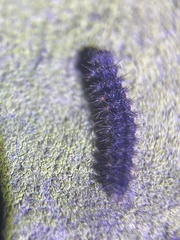 Acronicta menyanthidis