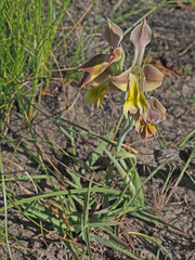 Gladiolus virescens