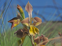 Gladiolus virescens