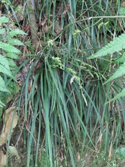 Carex sociata