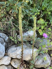 Umbilicus horizontalis