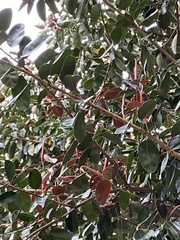 Scurrulinae