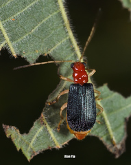 Trichobalya bowringii