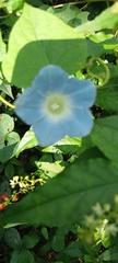 Ipomoea cardiophylla
