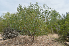 Acacia holosericea