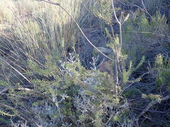 Freylinia densiflora