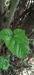 Hewittia malabarica
