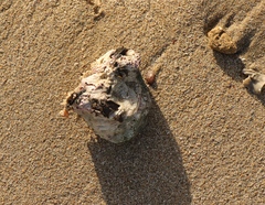 Striostrea margaritacea