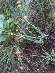 Helichrysum auriceps