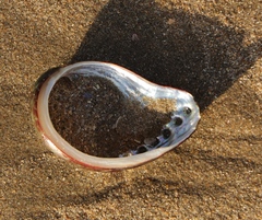 Haliotis spadicea