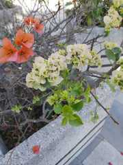 Bougainvillea