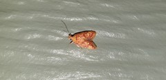 Lophopepla igniferella