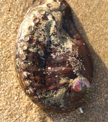 Haliotis spadicea
