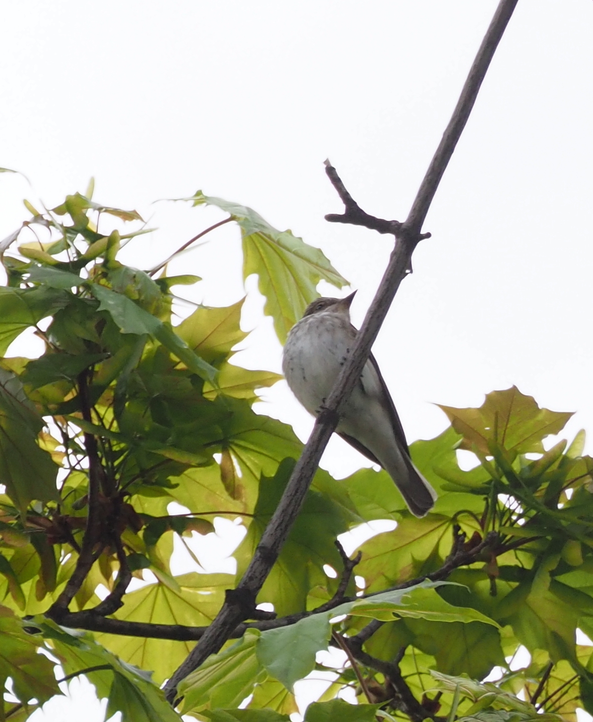 Spotted Flycatcher