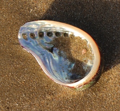 Haliotis spadicea