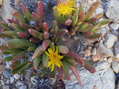 Glottiphyllum regium