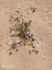 Daucus pumilus
