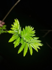 Sorbus aucuparia
