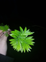 Sorbus aucuparia