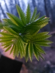Sorbus aucuparia