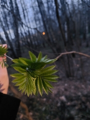 Sorbus aucuparia