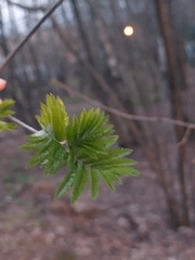 Sorbus aucuparia