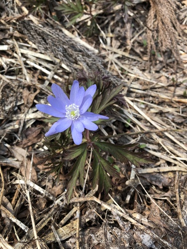 Anemone pseudoaltaica iNat (3)