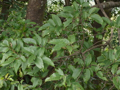 Prunus ceylanica