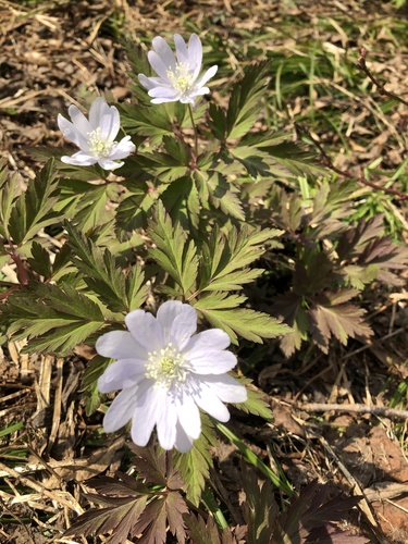 Anemone pseudoaltaica, photograph 2