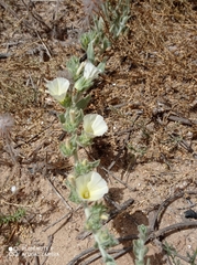 Convolvulus secundus