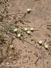 Convolvulus secundus