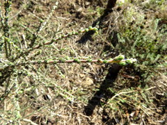 Aspalathus divaricata