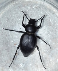 Tentyria rotundata