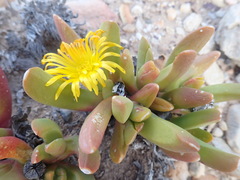 Glottiphyllum regium