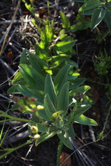 Senecio crenatus