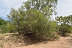 Syzygium eucalyptoides