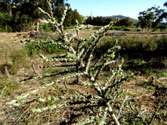 Aspalathus divaricata