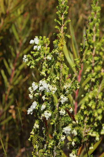 Image of Erica glomiflora by (c) Corne Brink, some rights reserved (CC BY-SA)