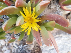 Glottiphyllum regium