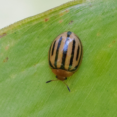 Plagiodera septemvittata