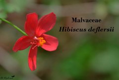 Hibiscus deflersii