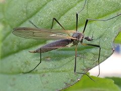 Tricyphona
