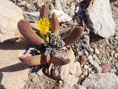 Glottiphyllum regium